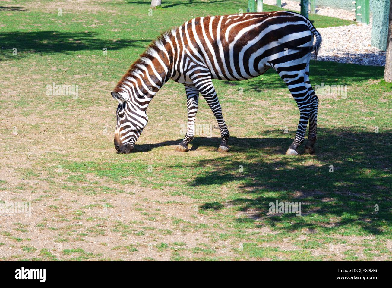 Baby Zebra with brown and white colors eating grass outdoor Stock Photo