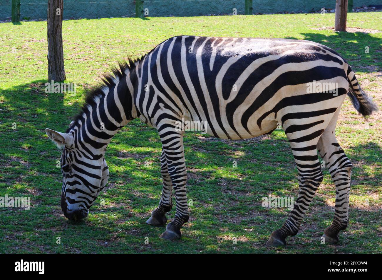 Zebra eating grass outdoor in a sunny summer day Stock Photo