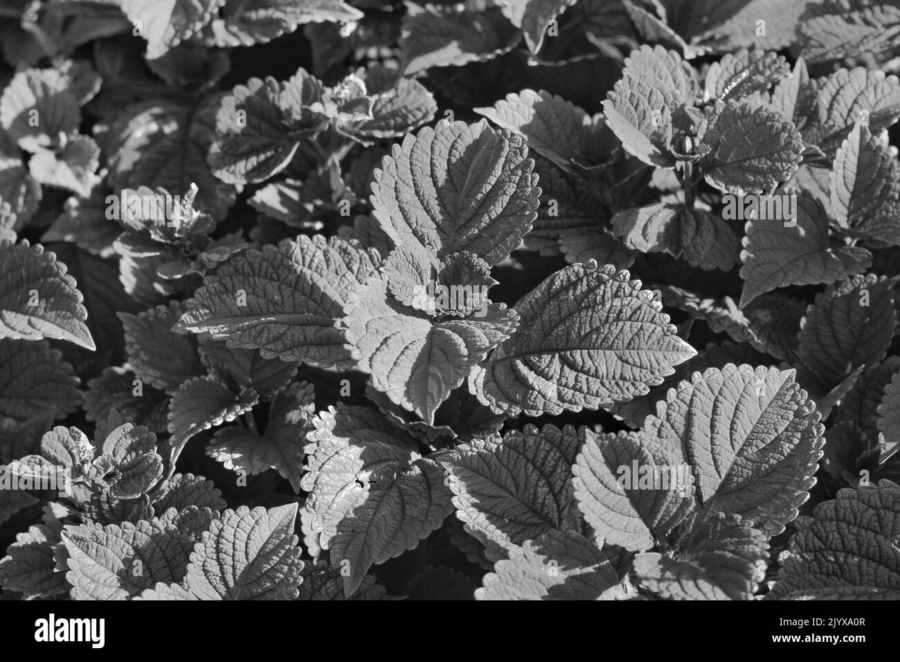 Ornamental leafy plant Black and White Stock Photos & Images - Alamy