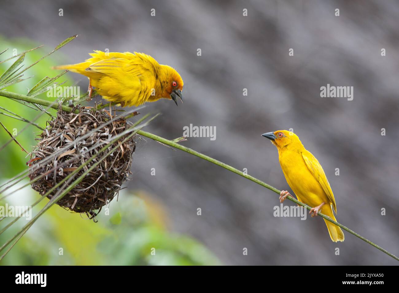 Two golden palm weaving birds defending their nest Stock Photo