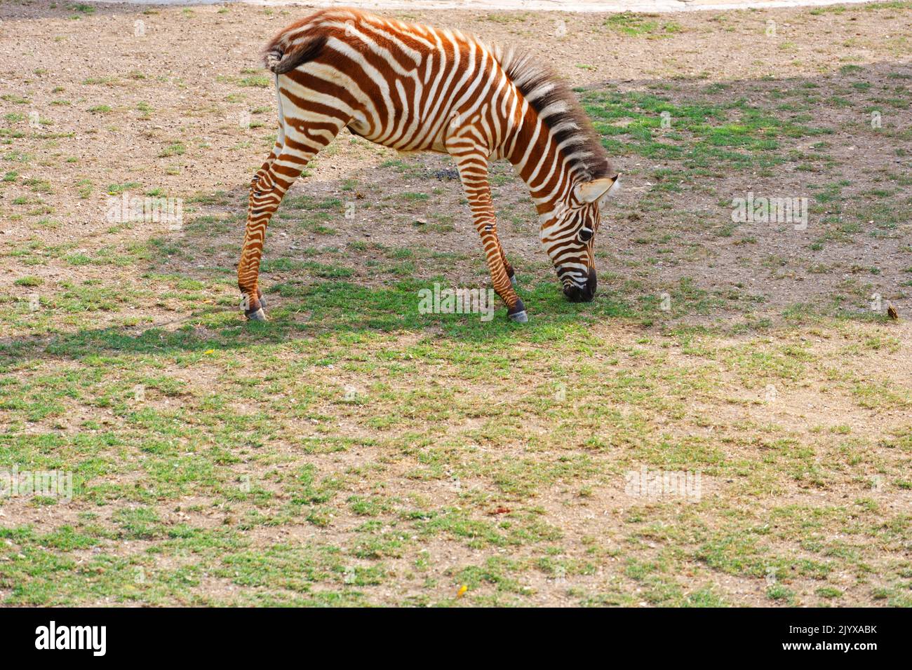Baby Zebra with brown and white colors eating grass outdoor Stock Photo