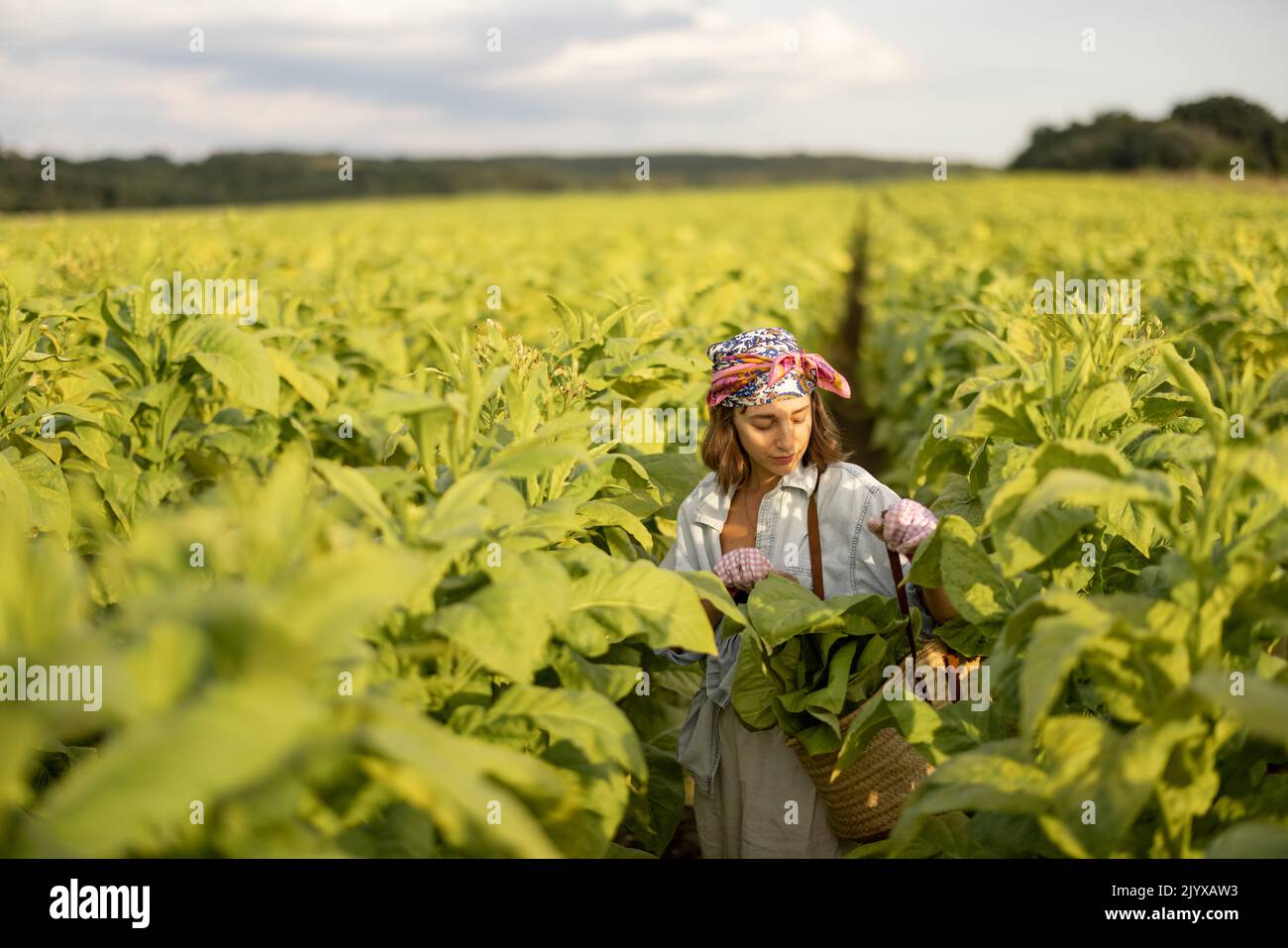 Woman as a farm worker manually gathers tobacco leaves on plantation in the field early in the morning. Concept of agriculture of tobacco growing Stock Photo