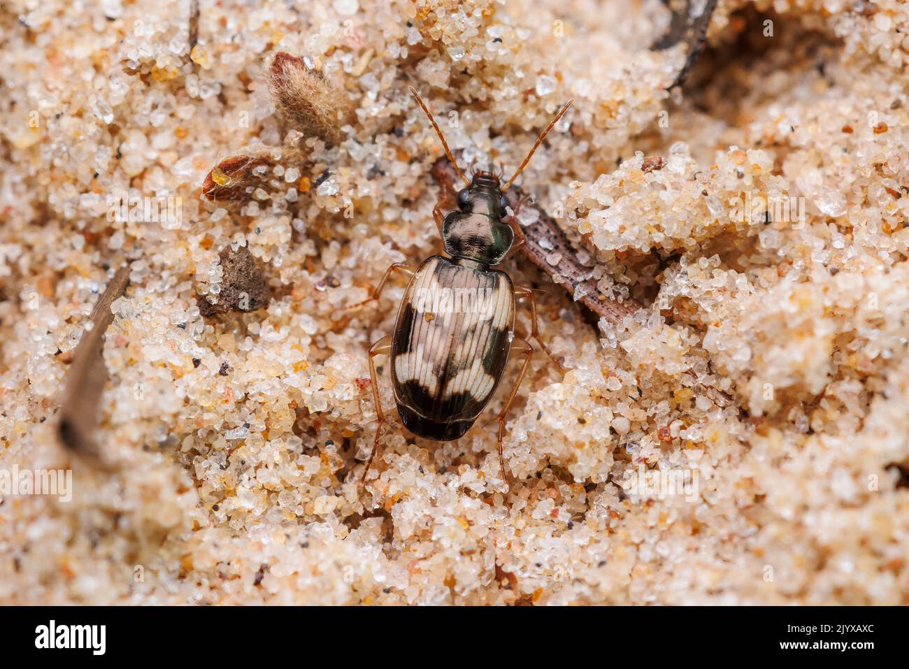 Ground Beetle (Tetragonoderus fasciatus) Stock Photo