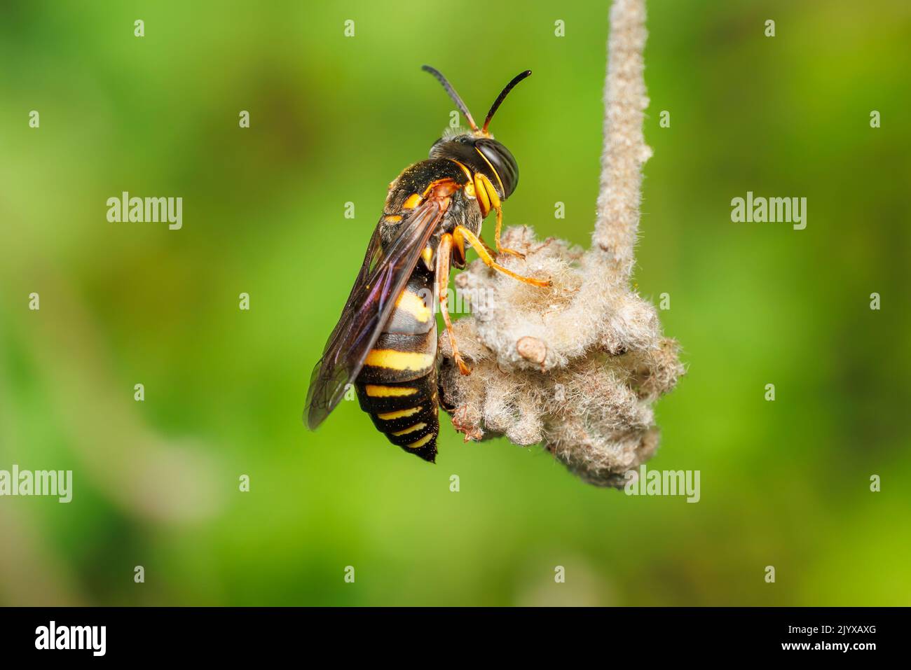 Sand Wasp (Bicyrtes insidiatrix) Stock Photo