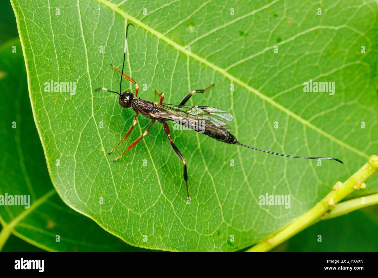 Ichneumonid Wasp (Xorides humeralis) - Female Stock Photo