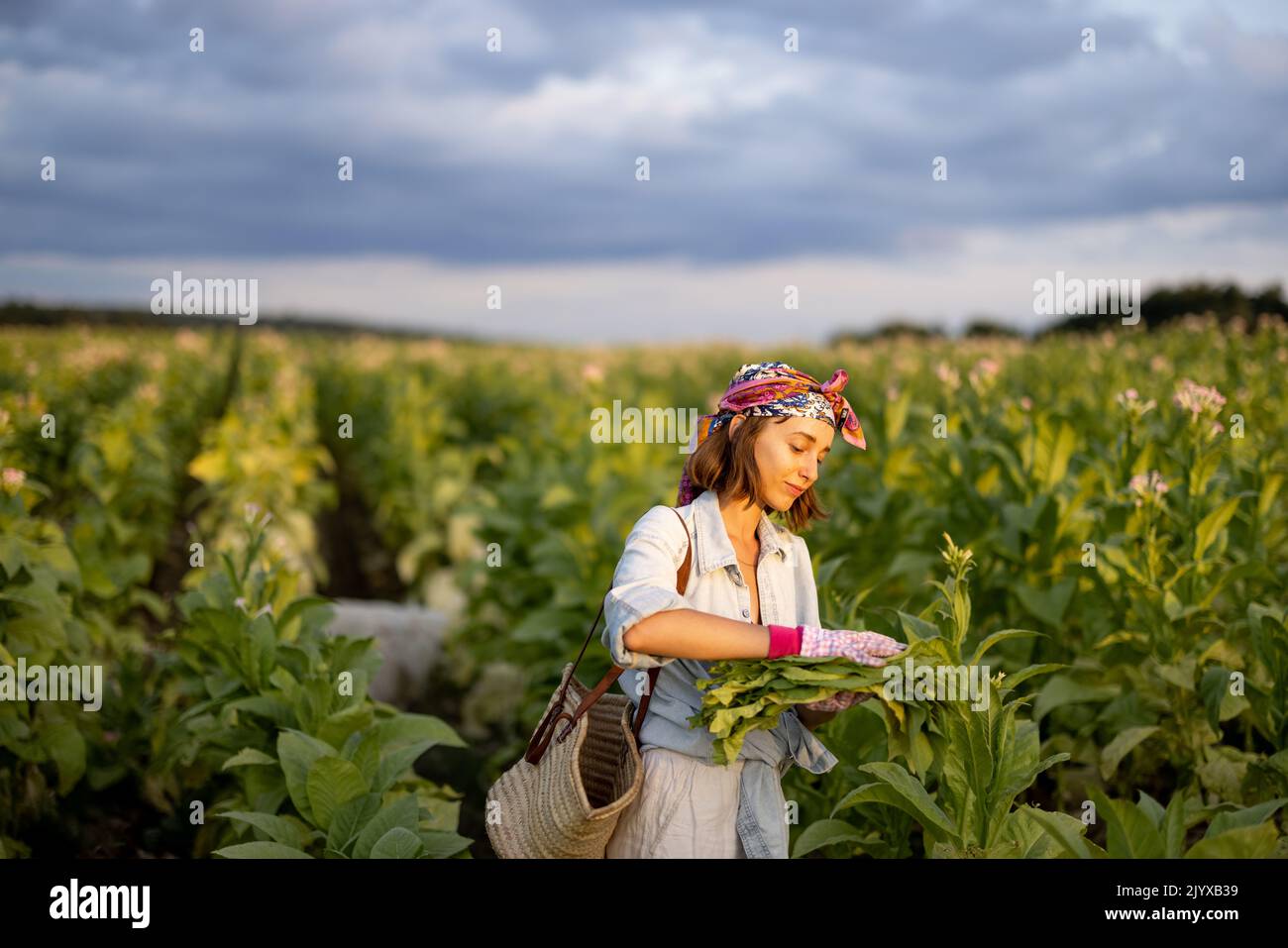 Portrait of a young female farm worker with a pile of collected tobacco leaves on a field in the morning. Manual labor in the field of picking tobacco Stock Photo