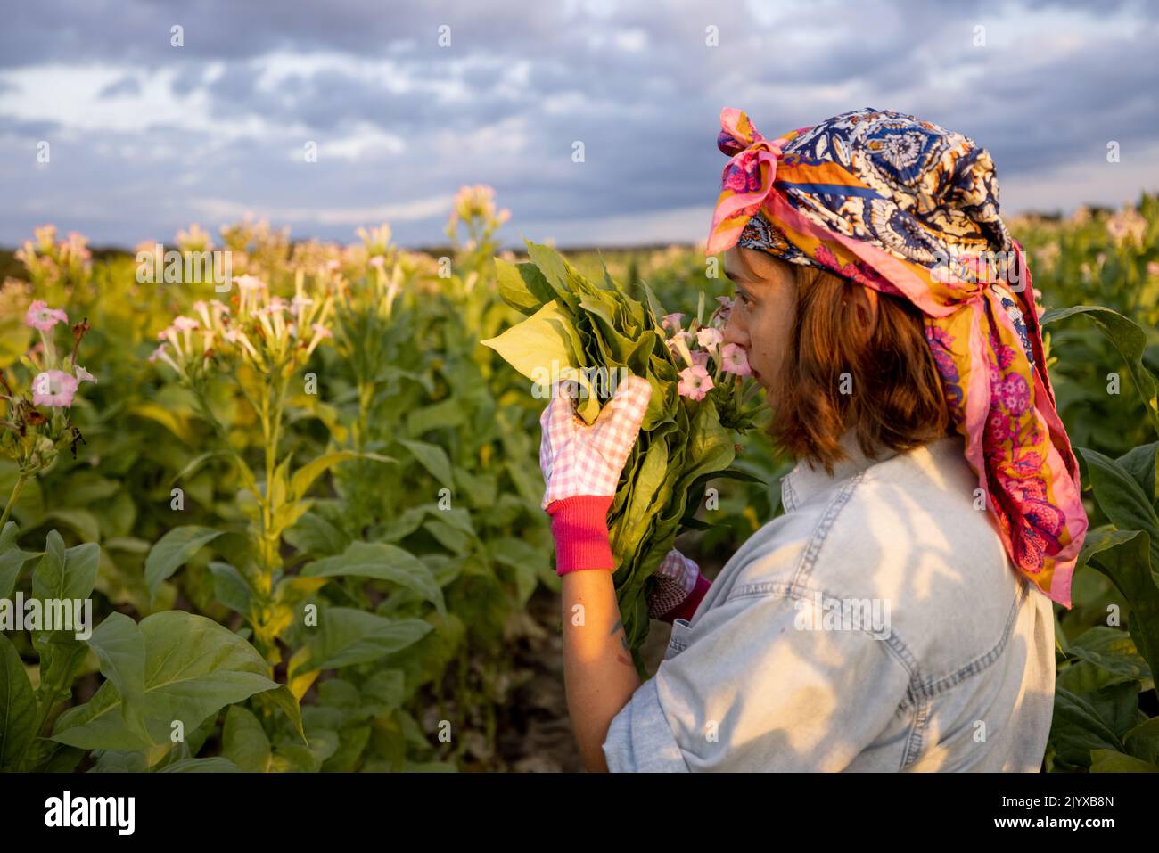 Woman cuts tobacco blooms, working on tobacco plantation at the field in the morning. Concept of agriculture of tobacco growing Stock Photo