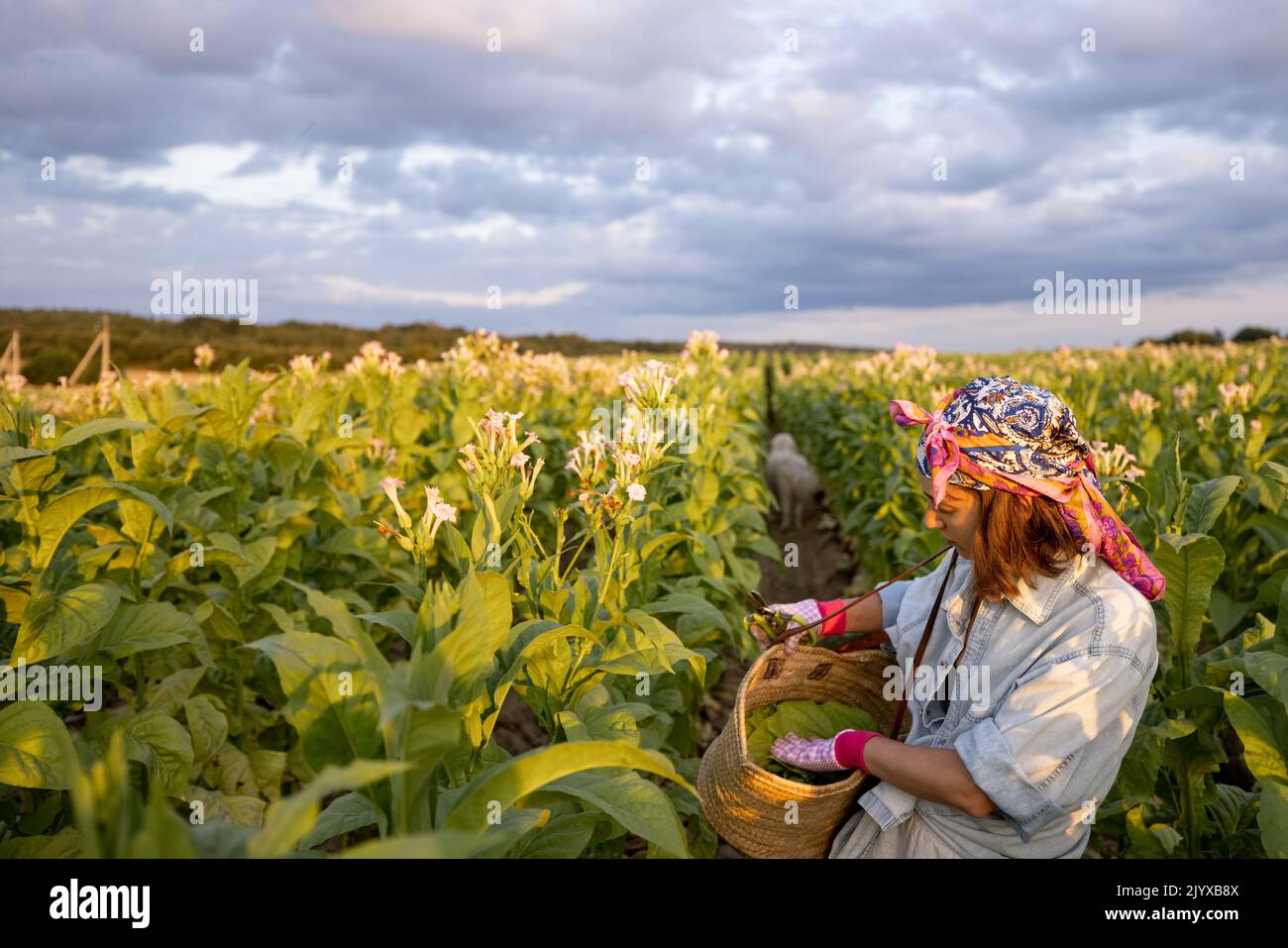 Woman as a farm worker manually gathers tobacco leaves on plantation in the field early in the morning. Concept of agriculture of tobacco growing Stock Photo
