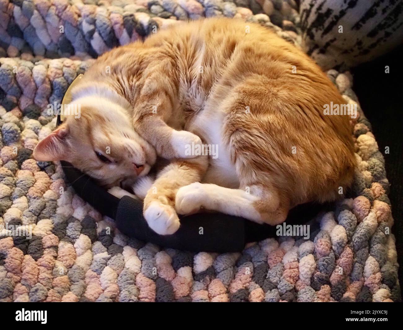 Mika the orange tabby sleeping Stock Photo