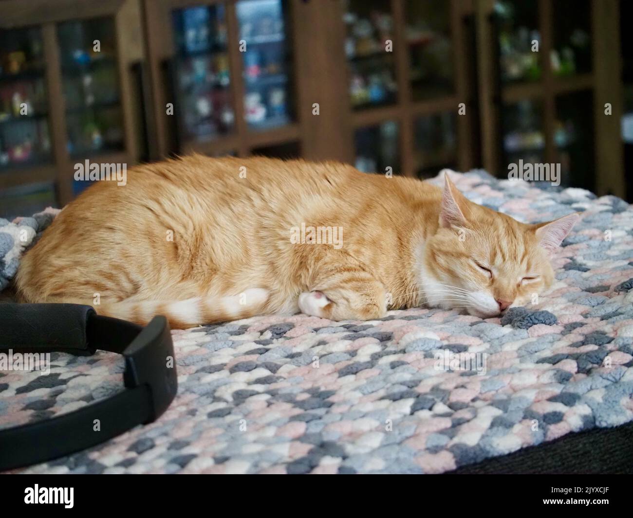Mika the orange tabby sleeping Stock Photo