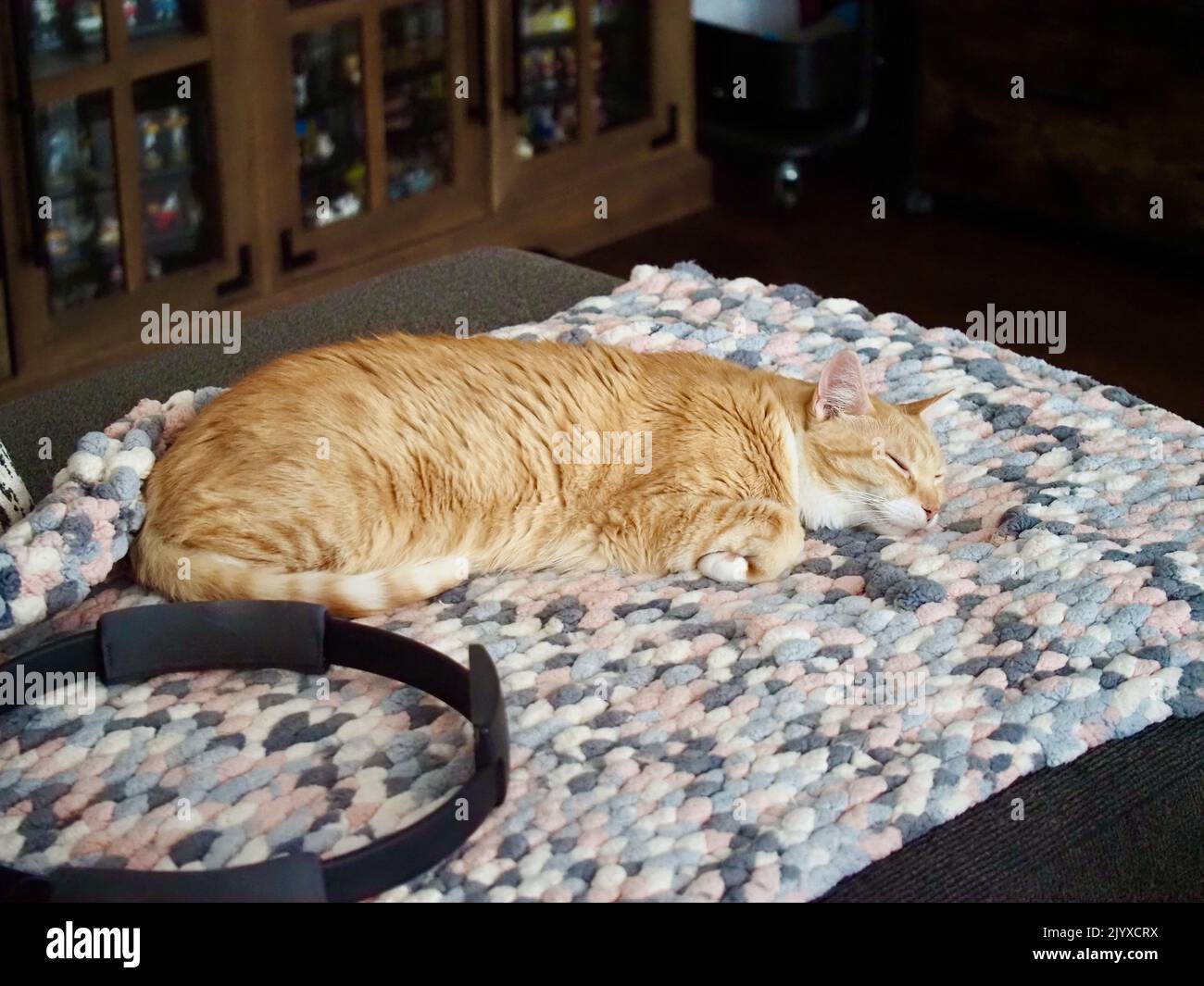 Mika the orange tabby sleeping Stock Photo