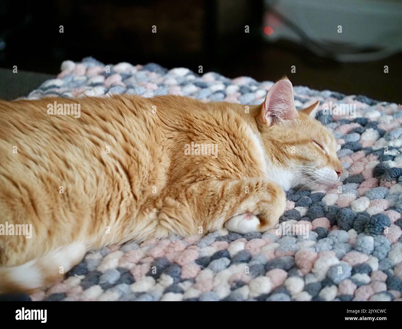 Mika the orange tabby sleeping Stock Photo