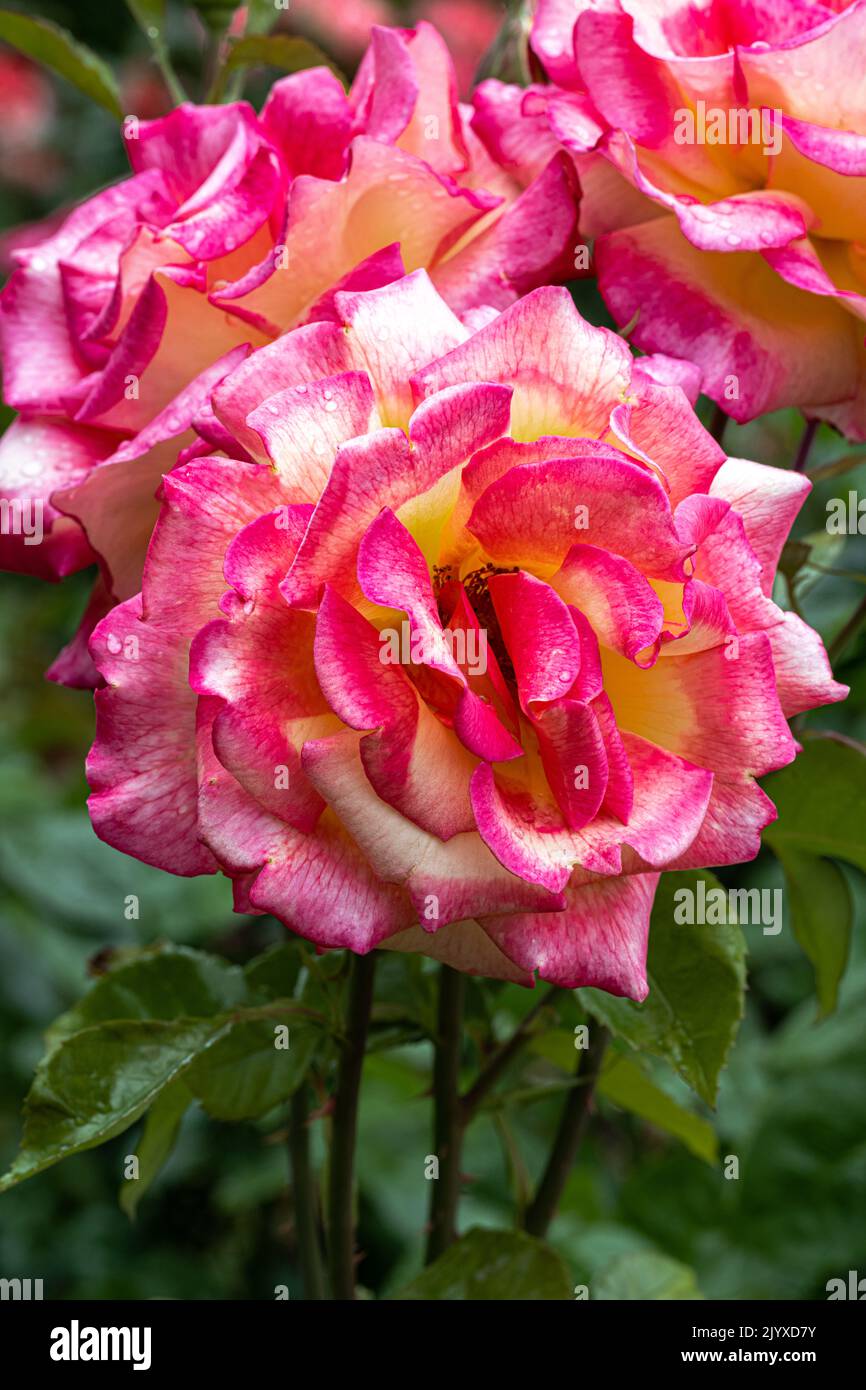 Flowers of ‘Sheila’s Perfume’ Floribunda Rose Stock Photo Alamy