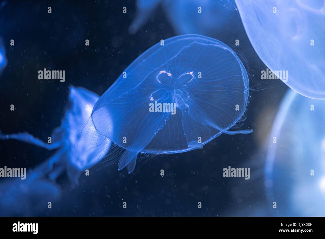 Floating Moon Jellyfish (Aurelia labiata) Stock Photo
