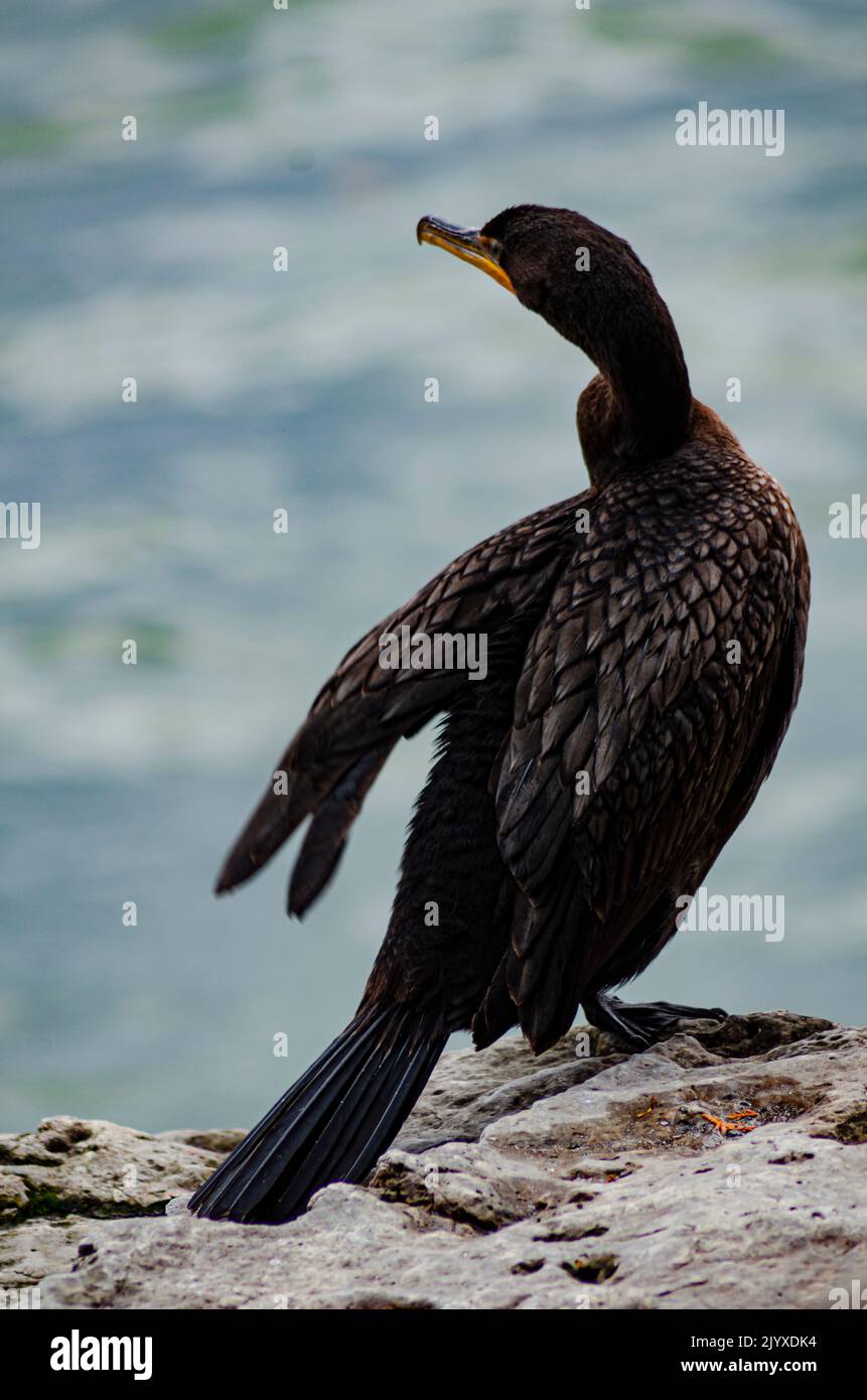 A Cormorant is drying his wings on the bluff at Cave Point County, Park, Door County, Wisconsin Stock Photo