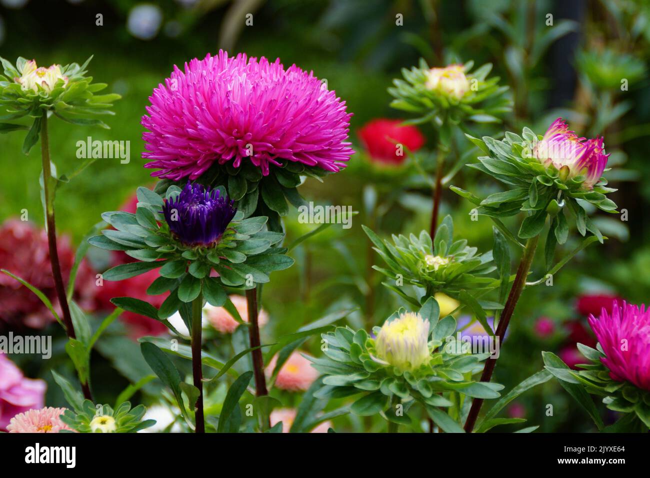 a gorgeous large bright pink aster called Callistephus Chinensis in the summer garden with other beautiful brightly coloured flowers, Ulm, Germany Stock Photo