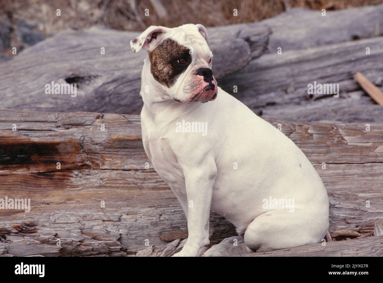 English bulldog puppy present hi-res stock photography and images - Alamy