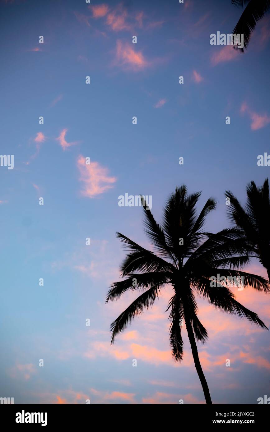 A silhouetted palm tree at sunset in Maui, Hawaii, USA Stock Photo - Alamy