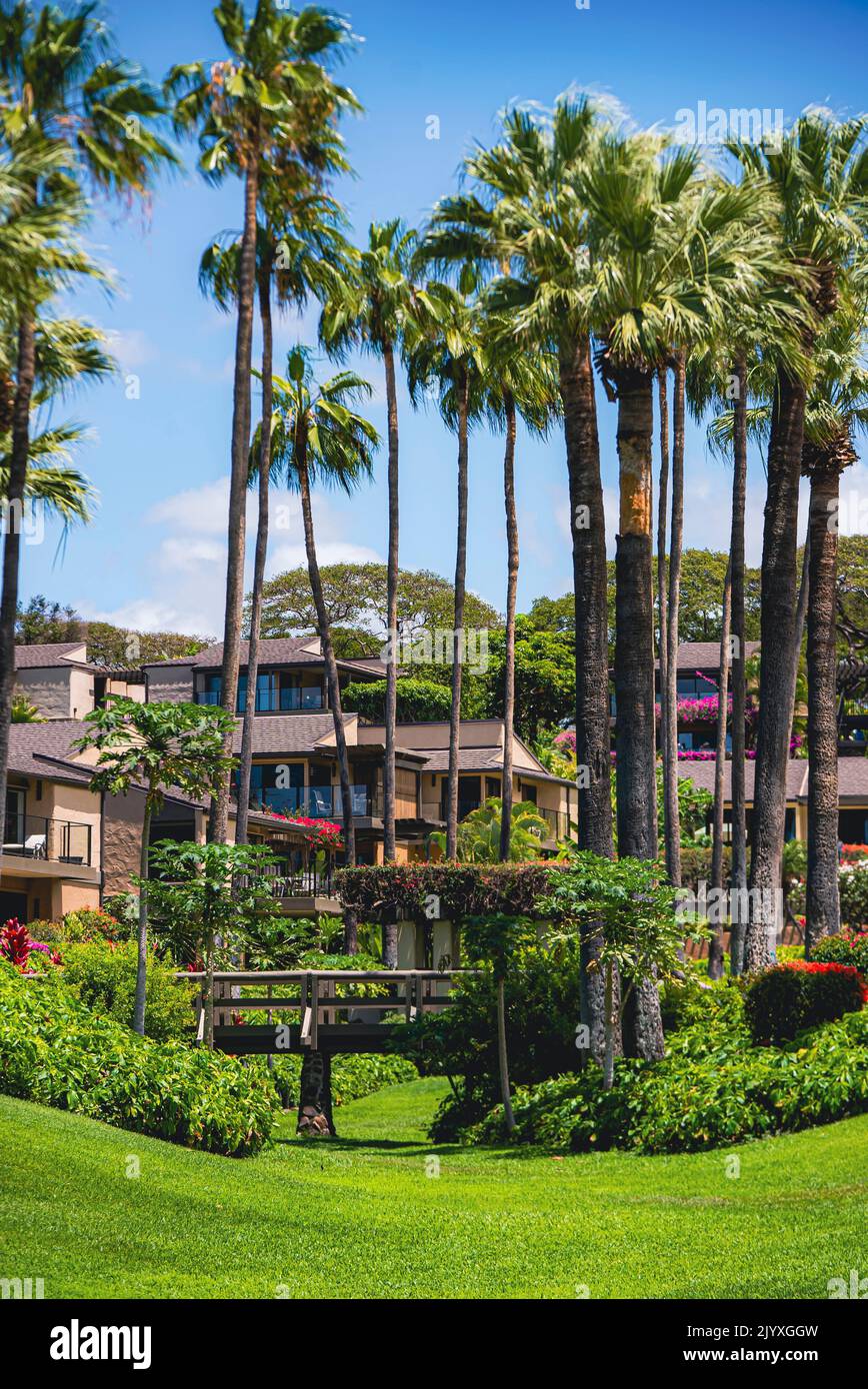 Palm trees in front of a Maui neighborhood in Hawaii, USA Stock Photo
