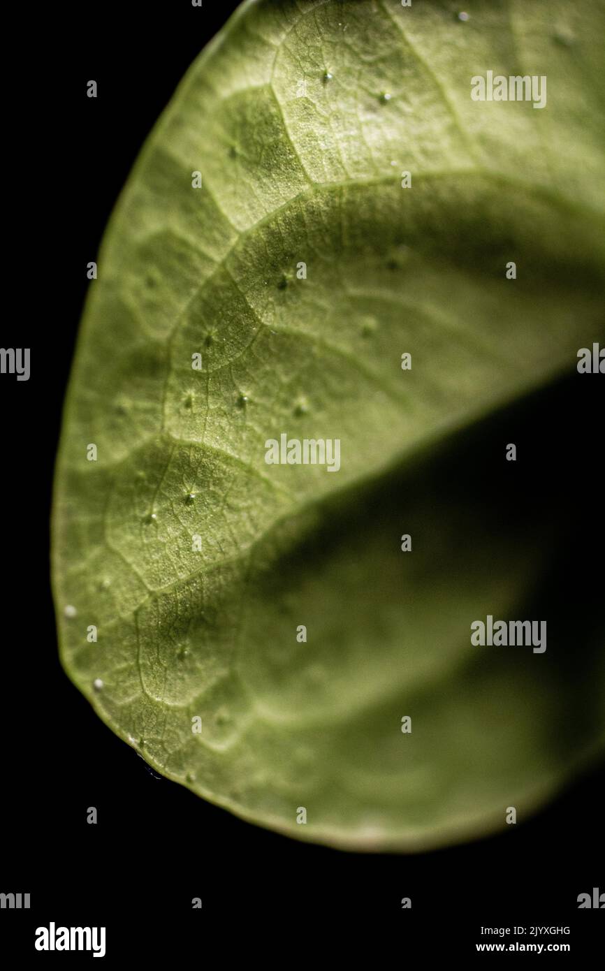 A macro image of a Pilea Sharing Plant’s leaf, also known as a (Pilea Peperomioides) Stock Photo