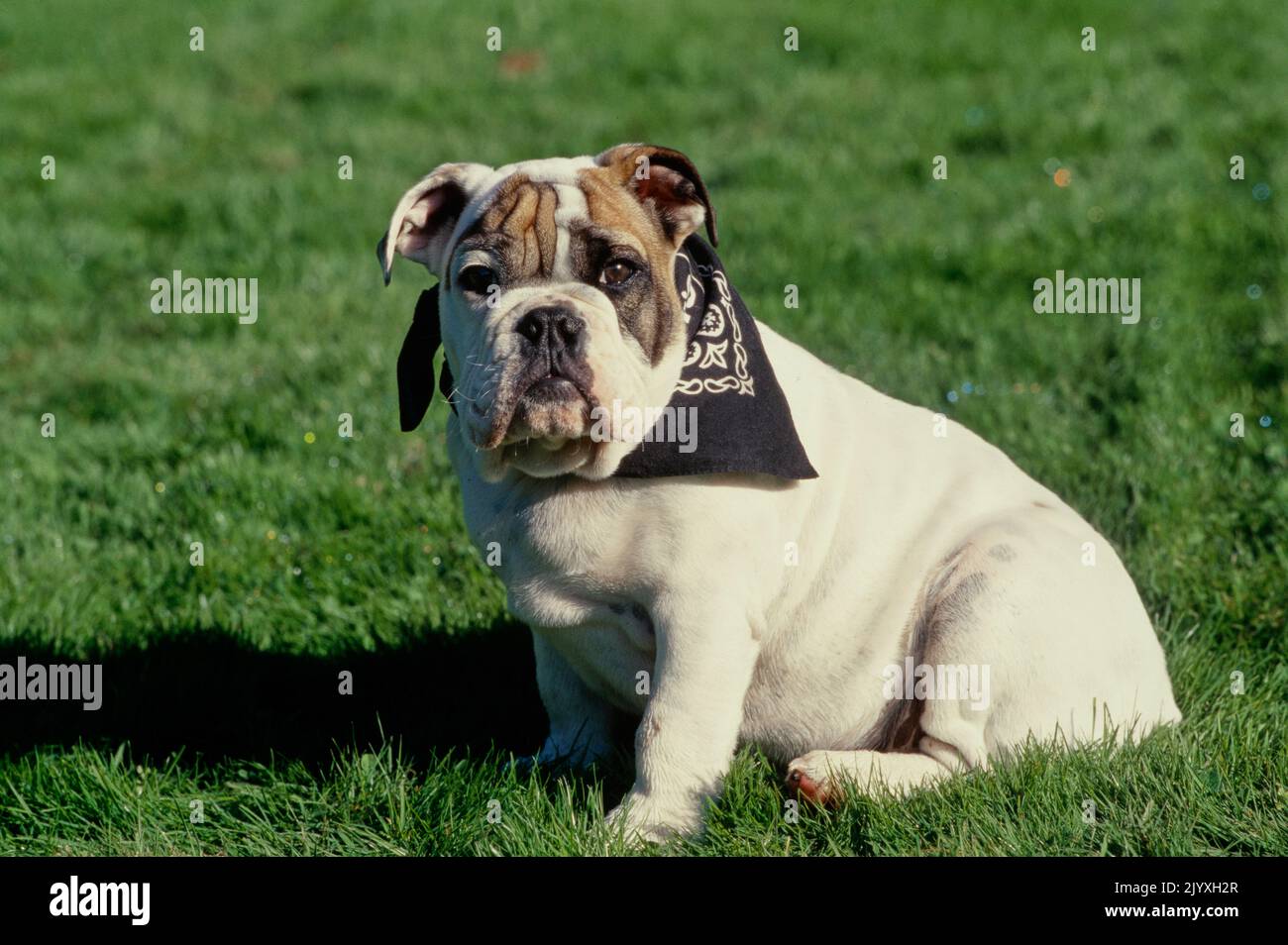 English Bulldog puppy sitting in grass field Stock Photo - Alamy