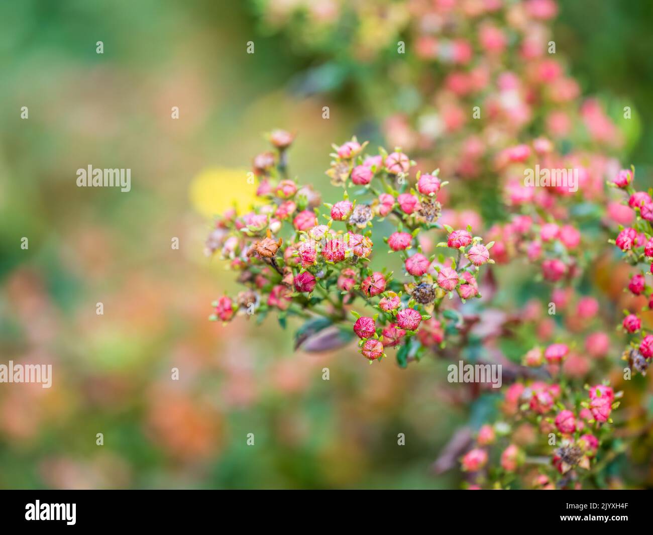 Romantic, soft and beautiful pattern pink hydrangea flowers background ...