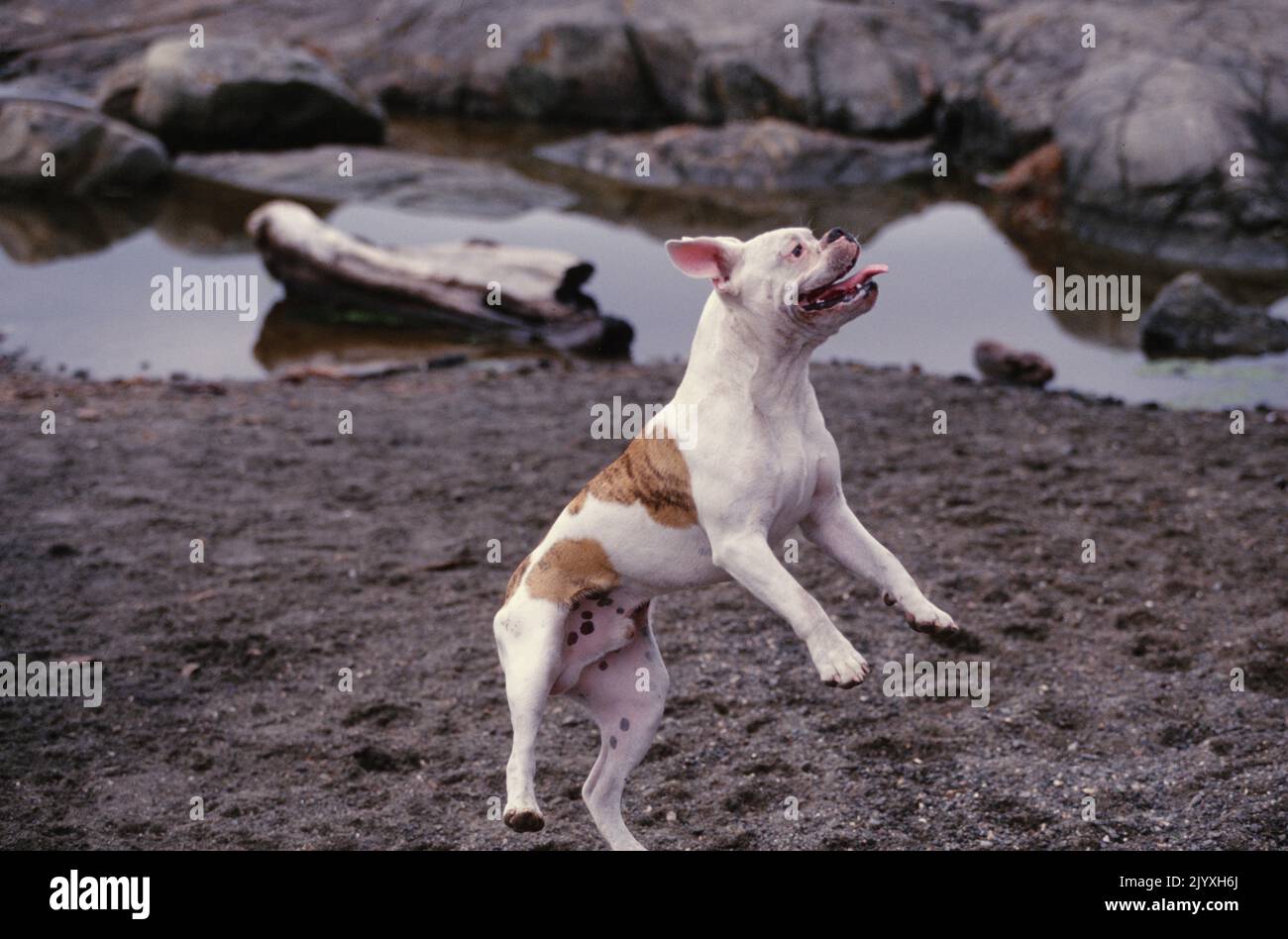 English Bulldog jumping in air with tongue out Stock Photo Alamy
