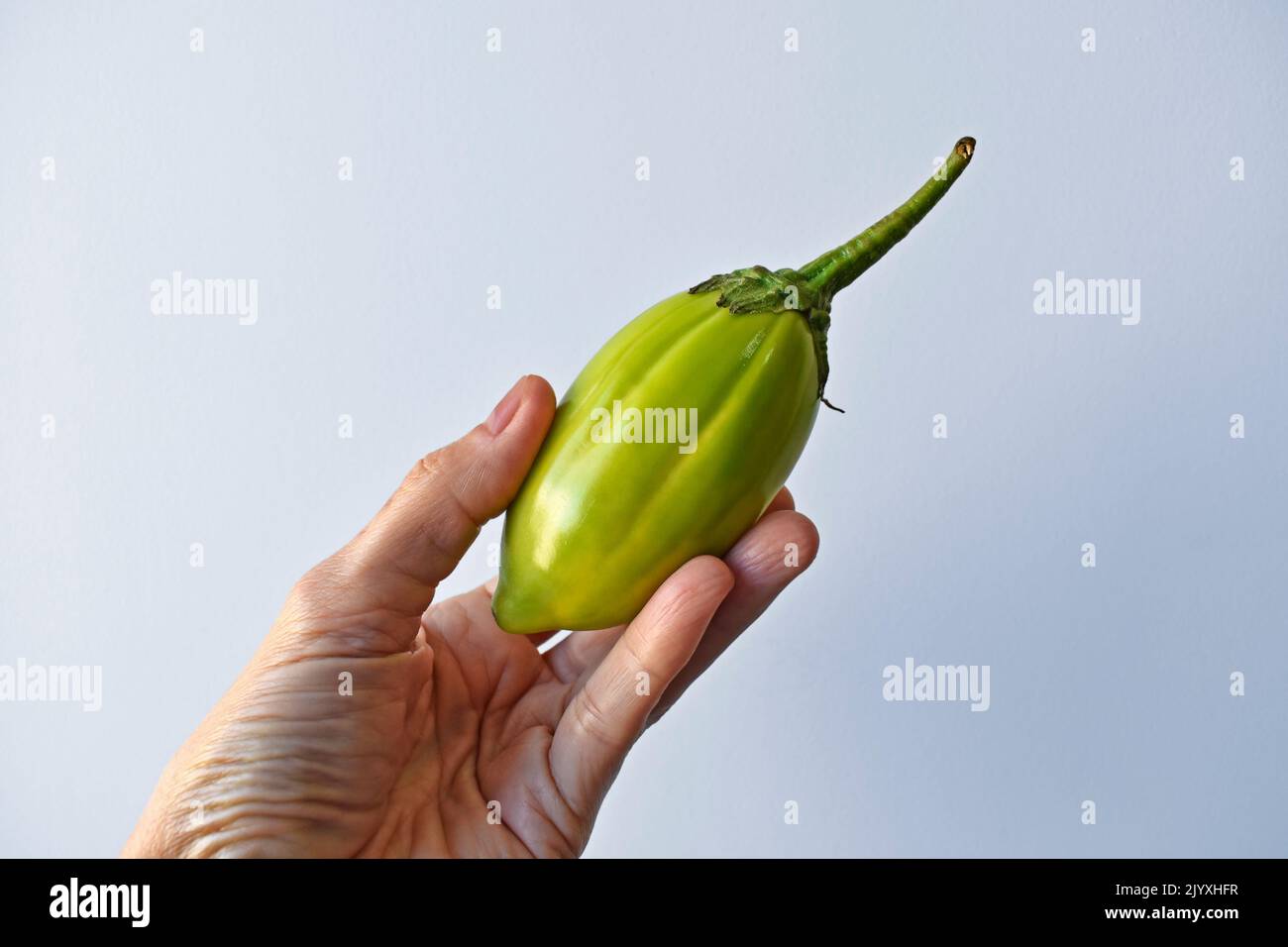 Jiló (Scarlet eggplant) is a fruit known for its bitter taste, widely  consumed in Brazi. Photographed on imperial palm leaf Stock Photo - Alamy