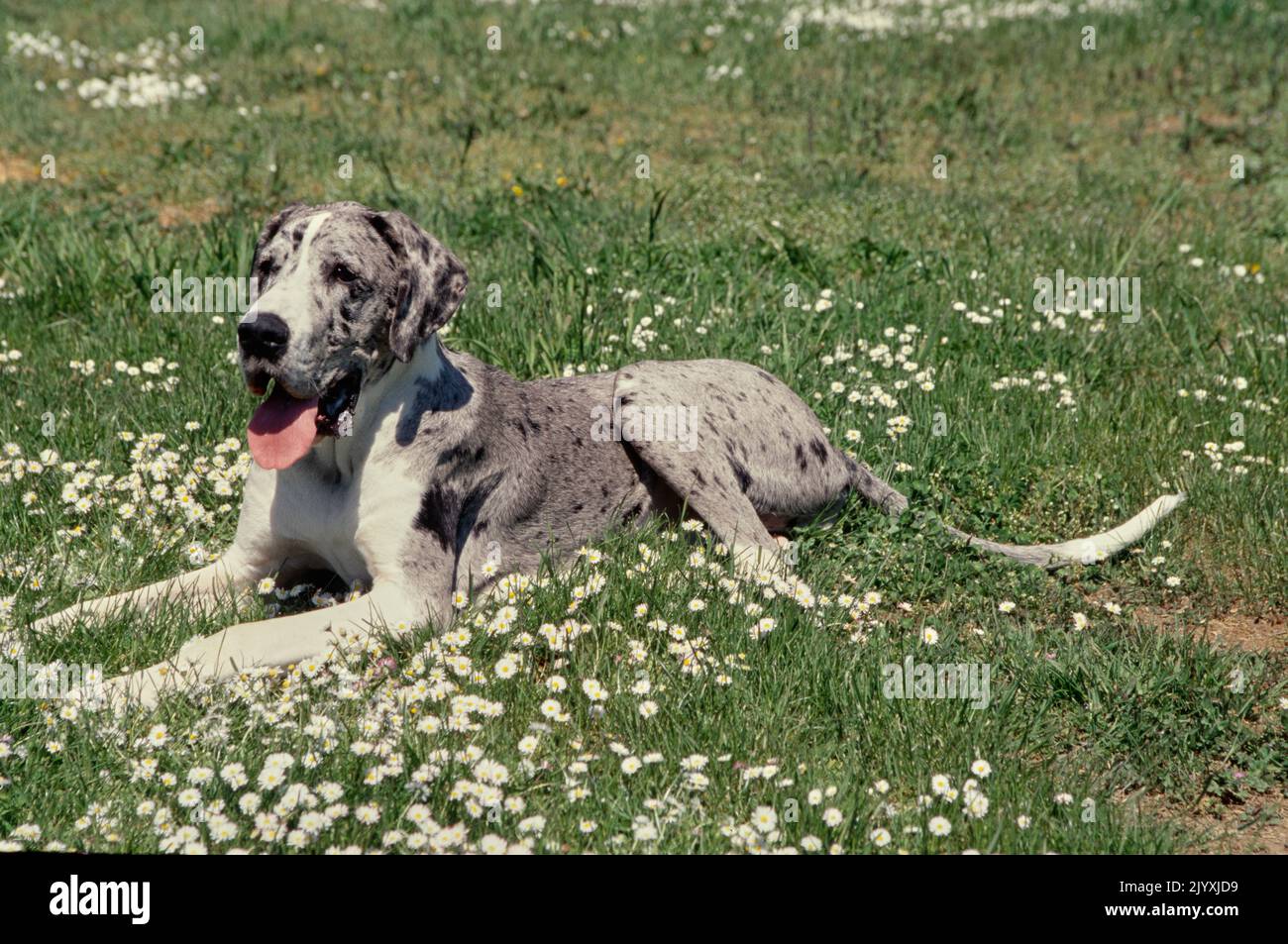 Great Dane laying in field of flowers Stock Photo Alamy