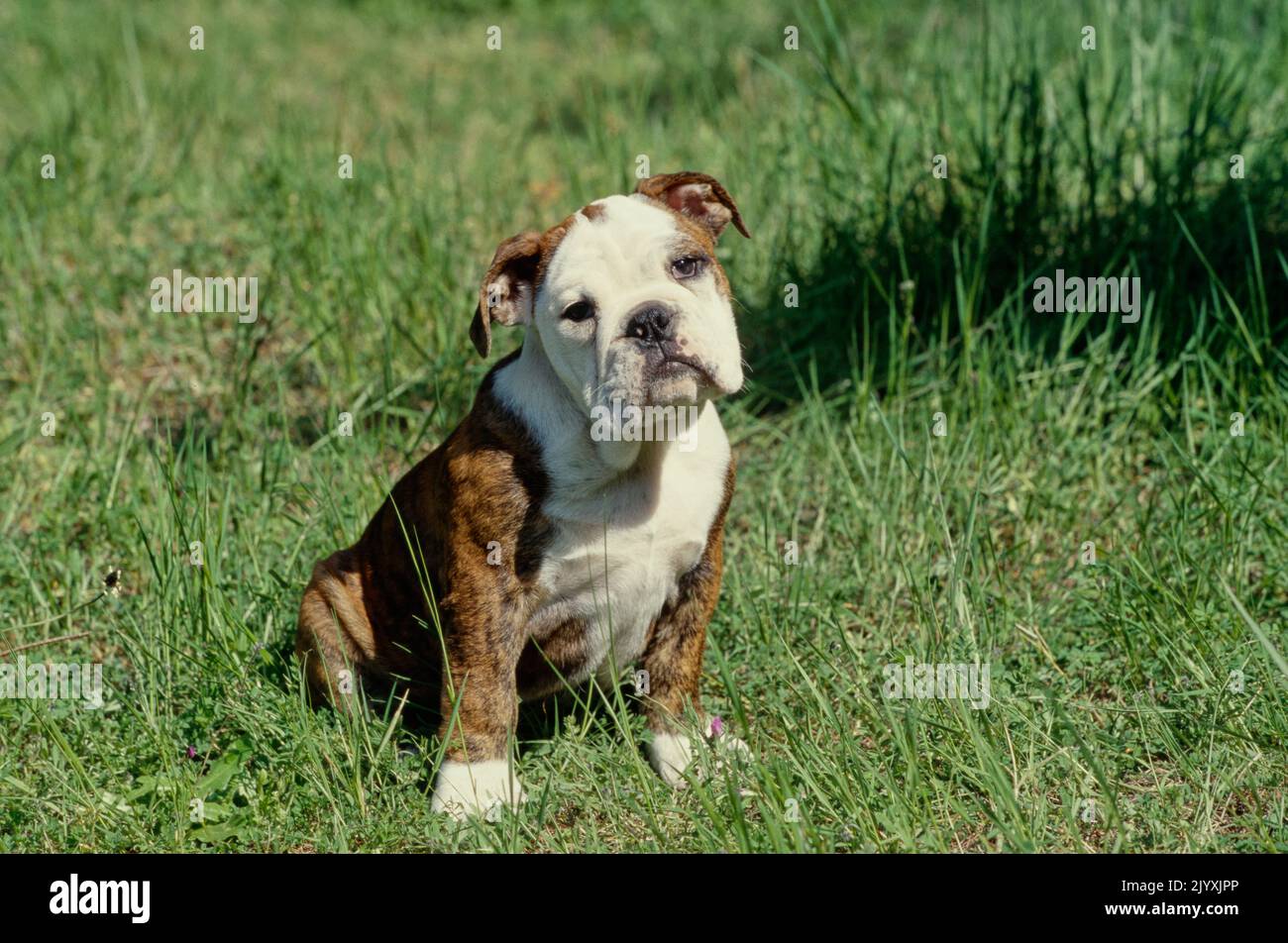 English Bulldog puppy in tall grass looking at camera Stock Photo Alamy