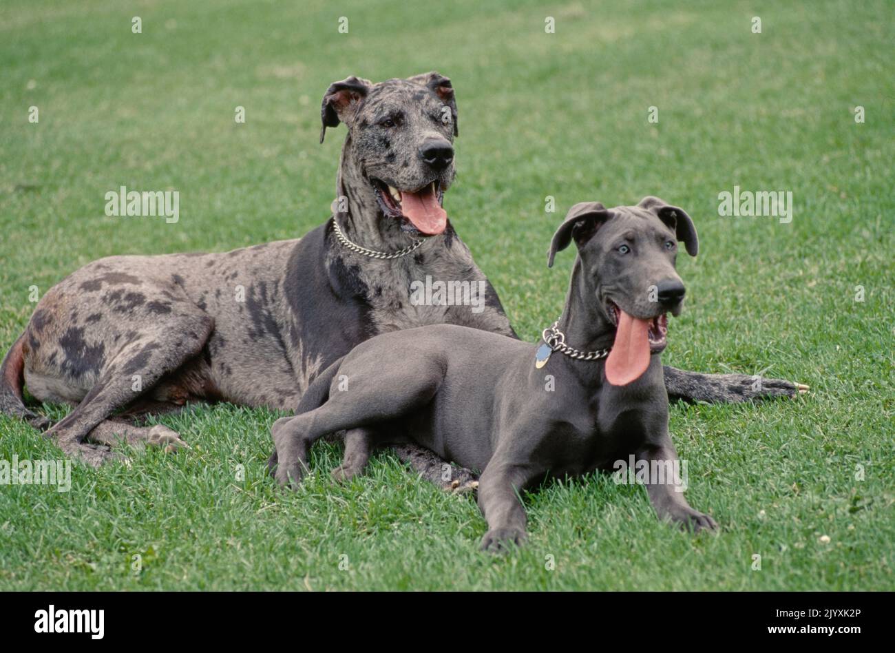 Great Danes laying in field with tongues out Stock Photo Alamy