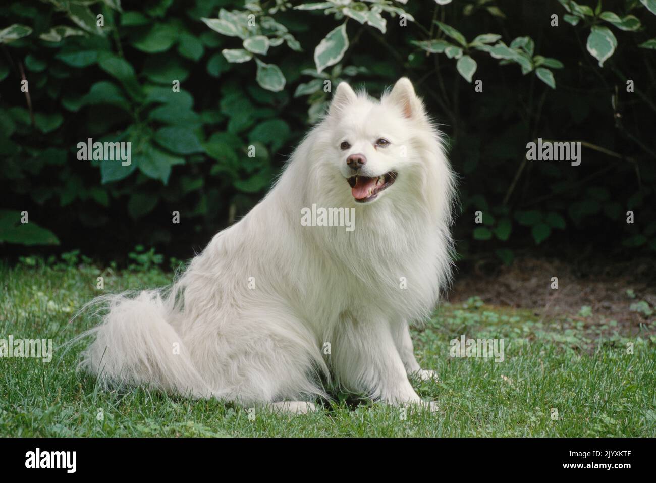 American Eskimo in front of trees Stock Photo