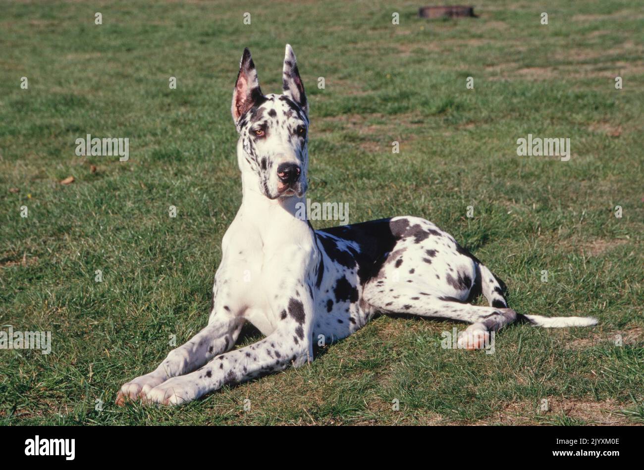Great Dane with cropped ears laying in grass field Stock Photo Alamy