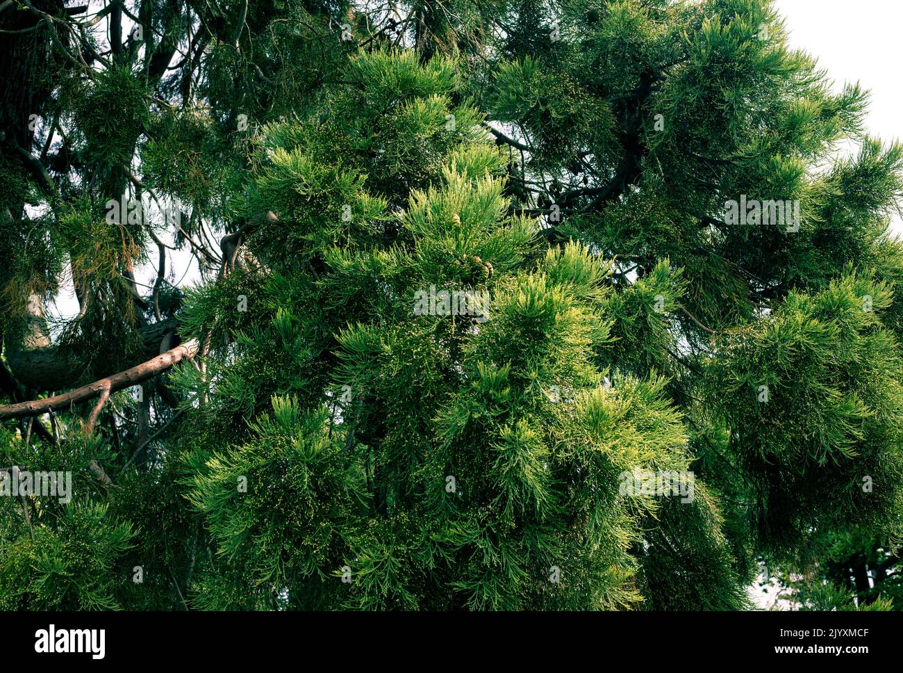 Cryptomeria Japonica ‘Sekkan-Sugi’ Stock Photo