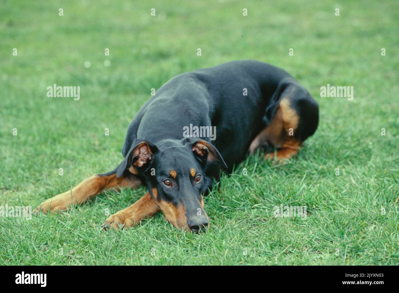 Doberman laying in green grass field with head down Stock Photo Alamy
