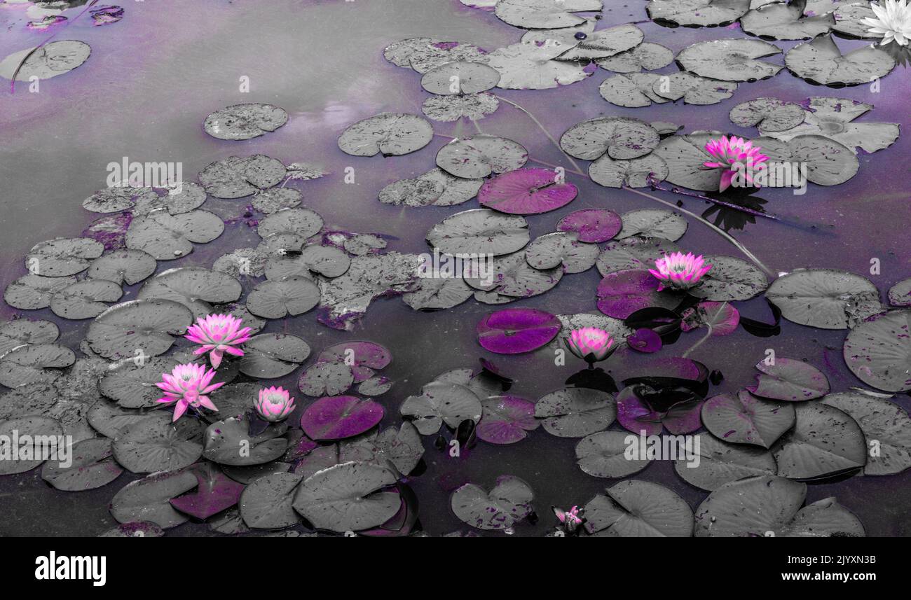 Water Lillies ( Lotus )  Nymphaea ' Siam Rose ' growing in a natural pond Stock Photo