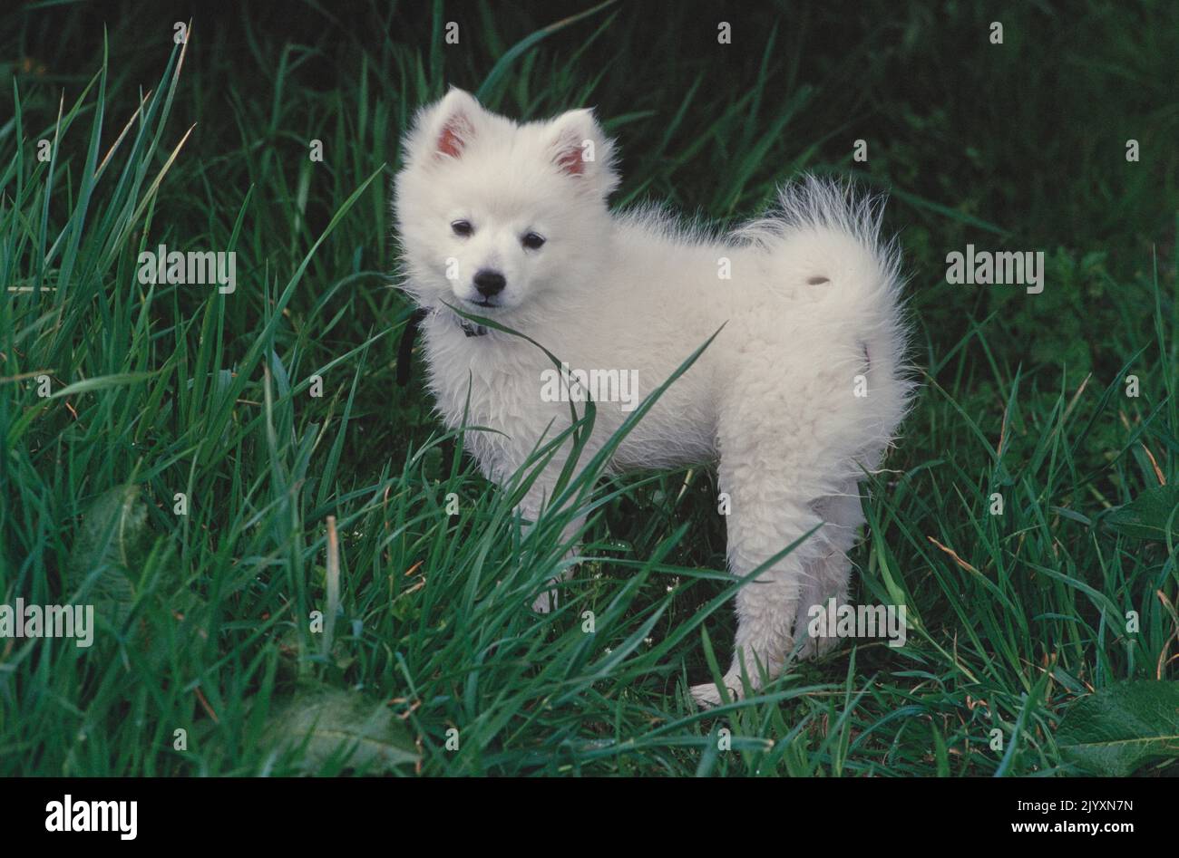 American Eskimo puppy in grass Stock Photo