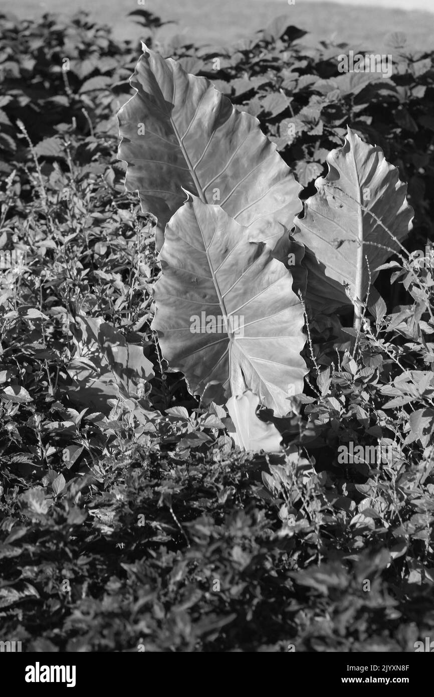 Ornamental leafy plants Black and White Stock Photos & Images - Alamy