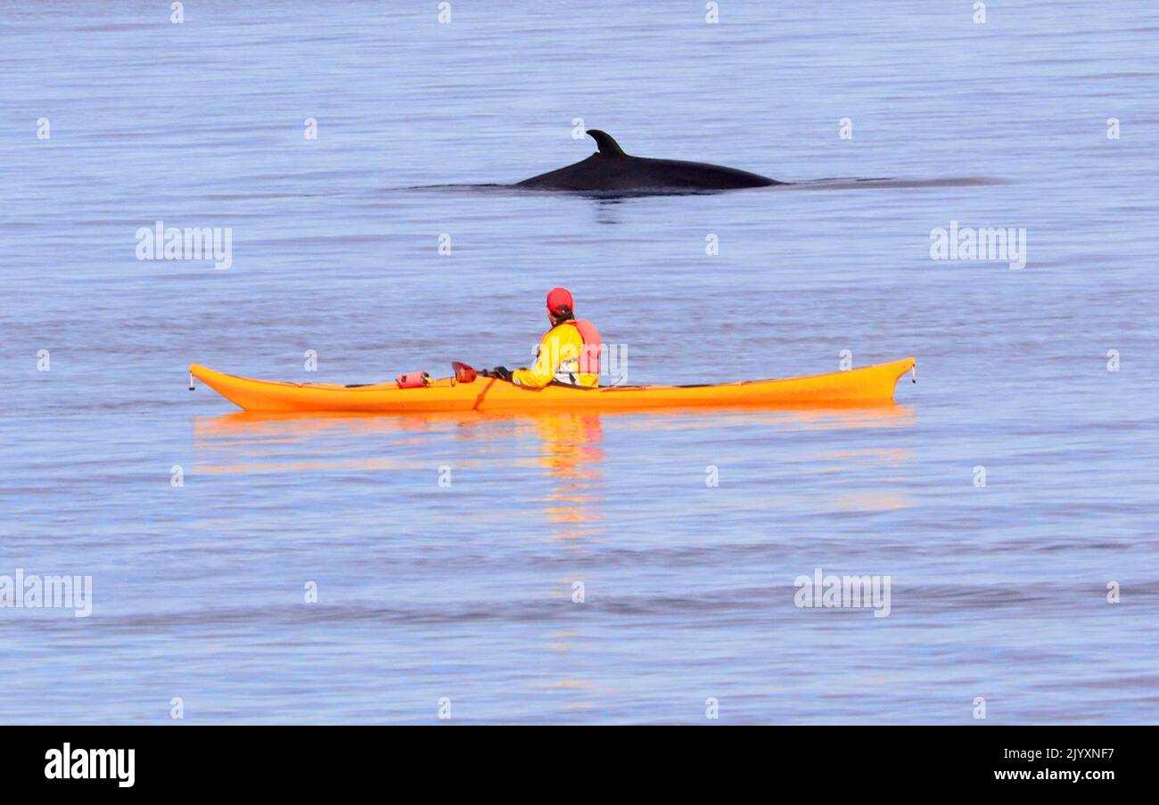 Tourist in Kayak observing whale in Cap-de-Bon-Désir Saint Lawrence estuary, Côte-Nord, Canada Stock Photo