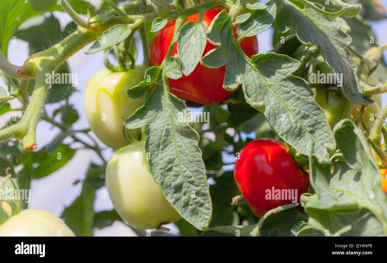 Fresh Italian Heirloom tomatoes grow on the vine ( Solanum lycopersicum ) . Stock Photo