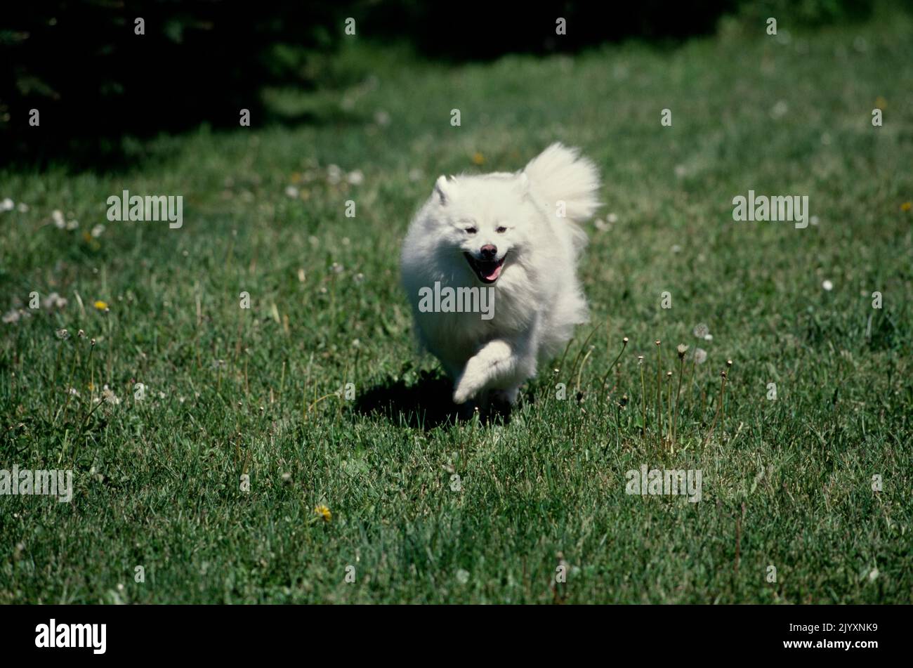 American Eskimo running in grass Stock Photo