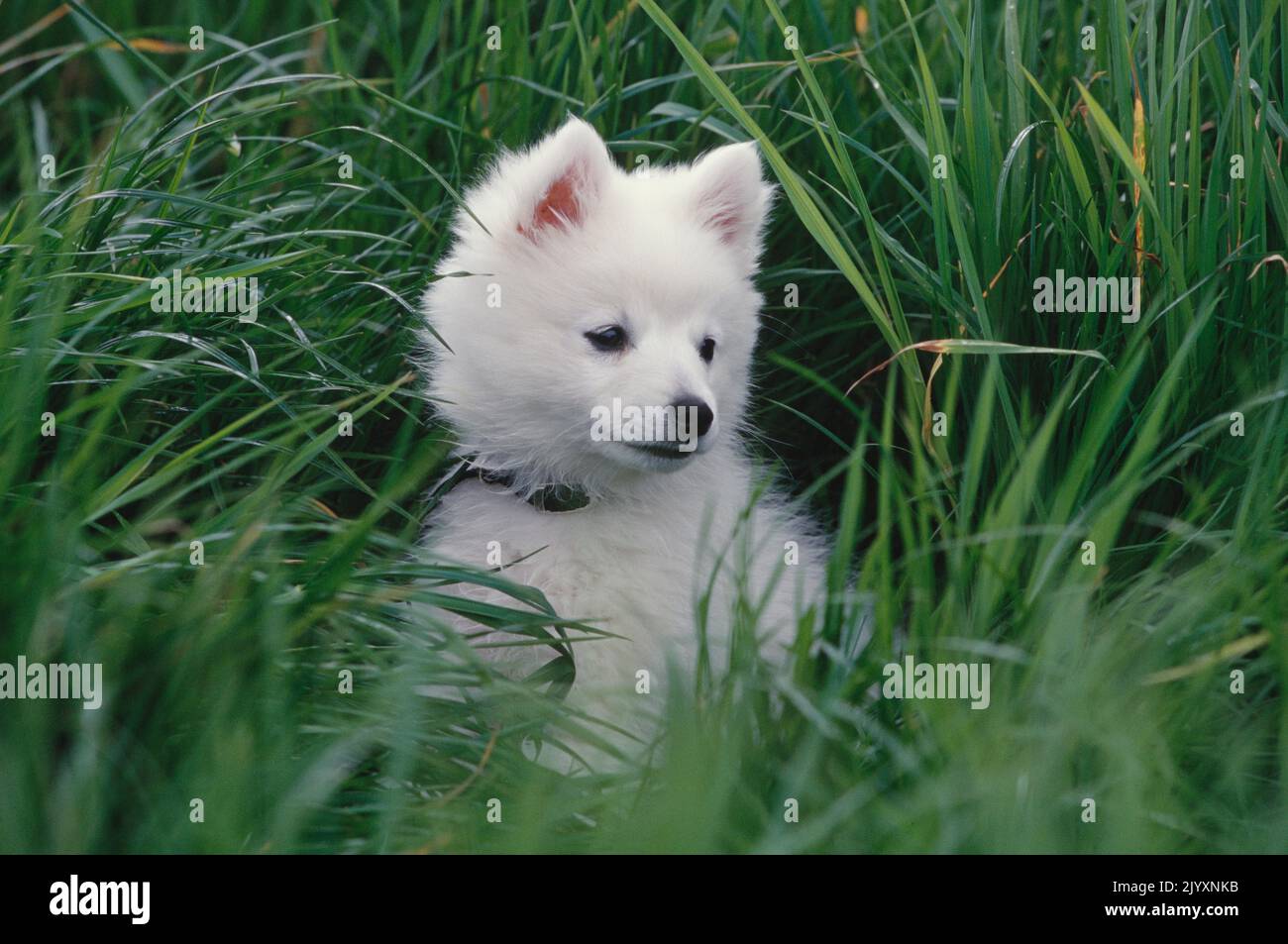 American Eskimo dog-puppy sitting on wall Stock Photo - Alamy, image size:1300x953
