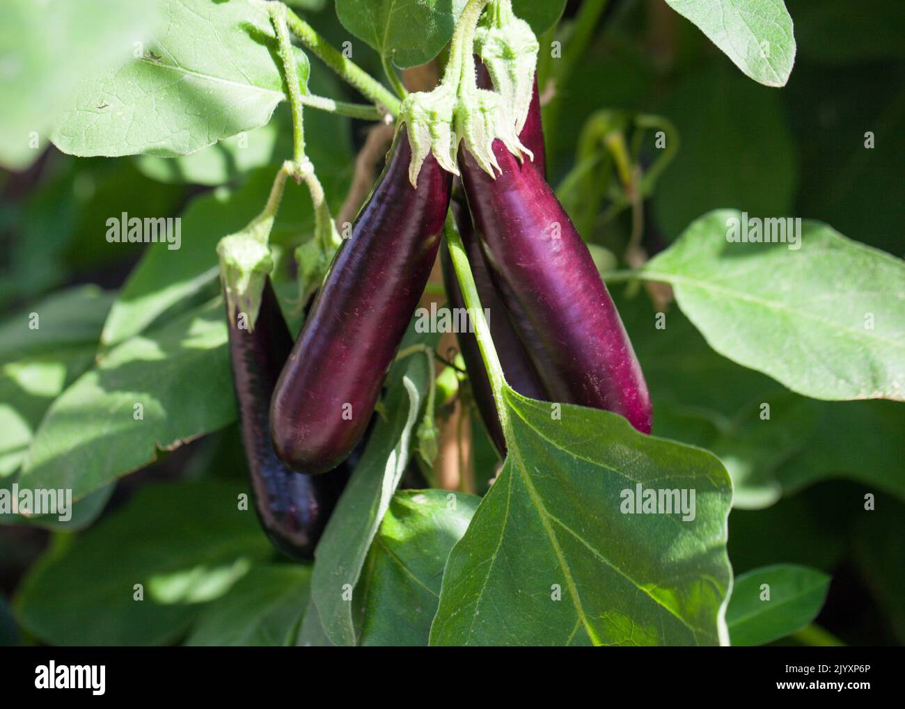 Vegetable Gardening - Close-up of Fresh Ripe Aubergines (Solanum melongena) growing in a vegetable allotment. Stock Photo