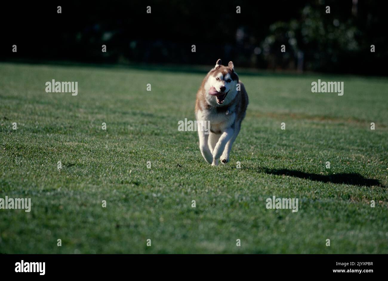 Siberian Husky sprinting through field Stock Photo