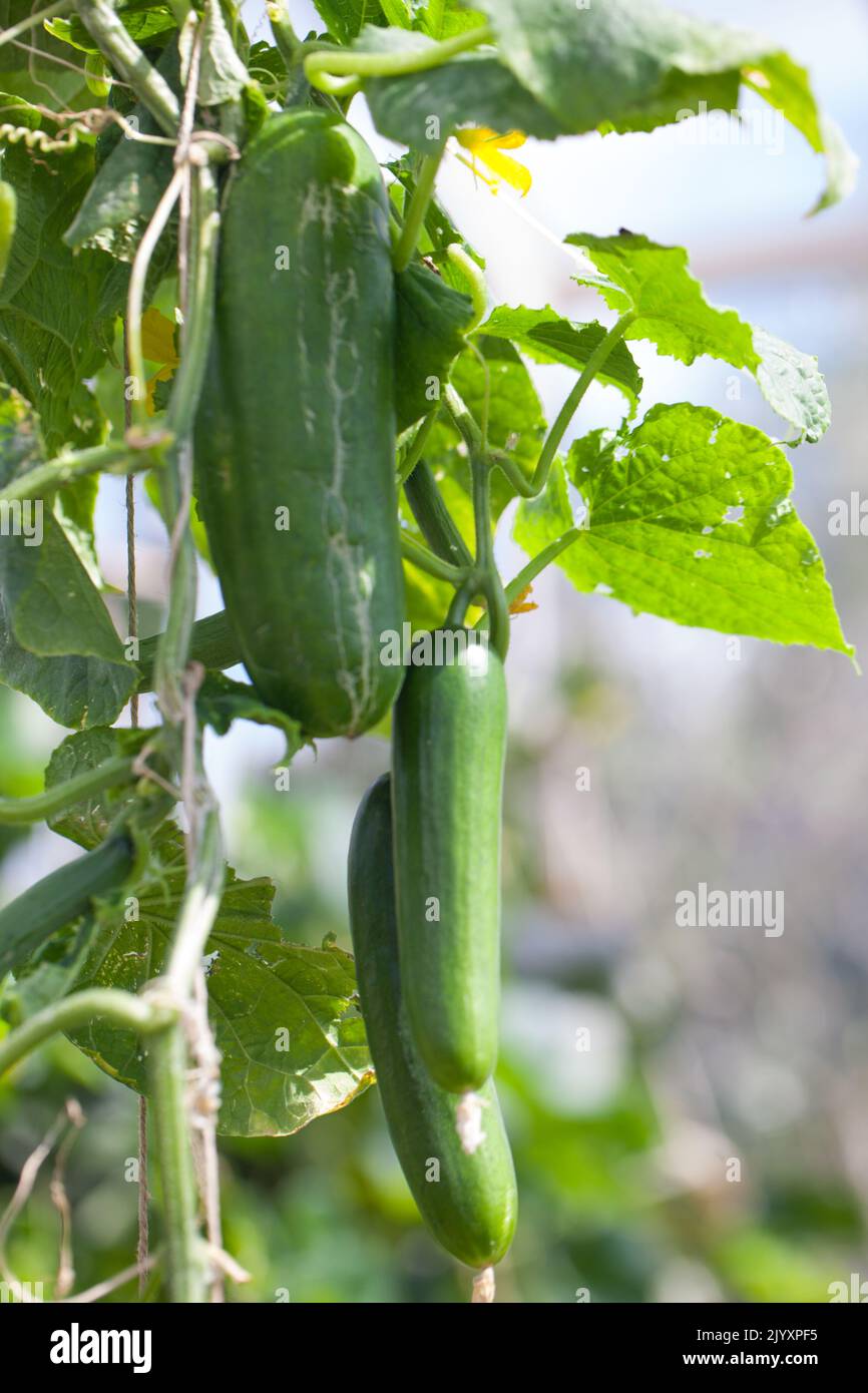 Mini-Munch Cucumbers growing on vines in a vegetable allotment (Cucumis sativus) Stock Photo