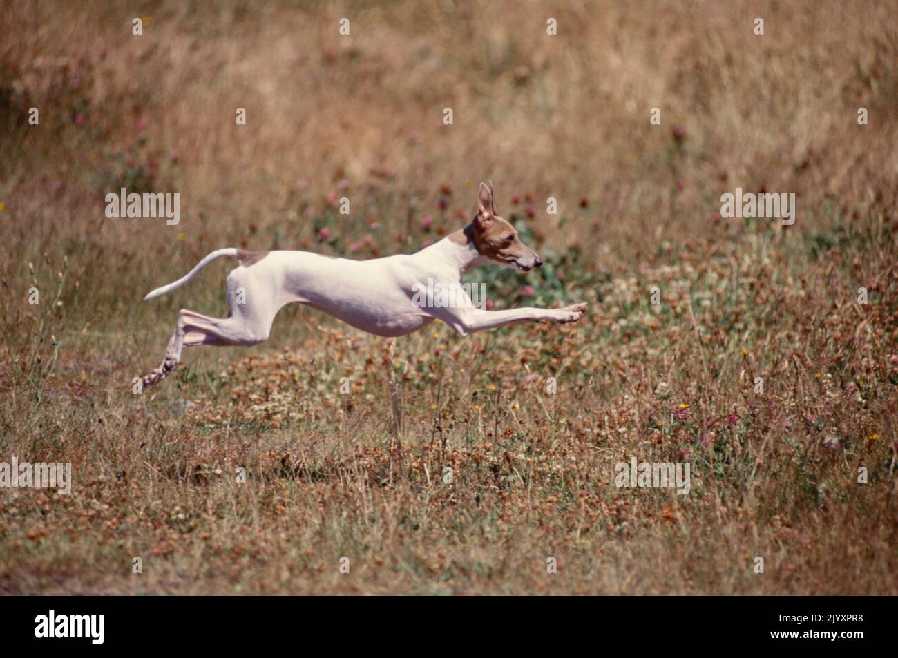 Italian Greyhound leaping through field Stock Photo Alamy