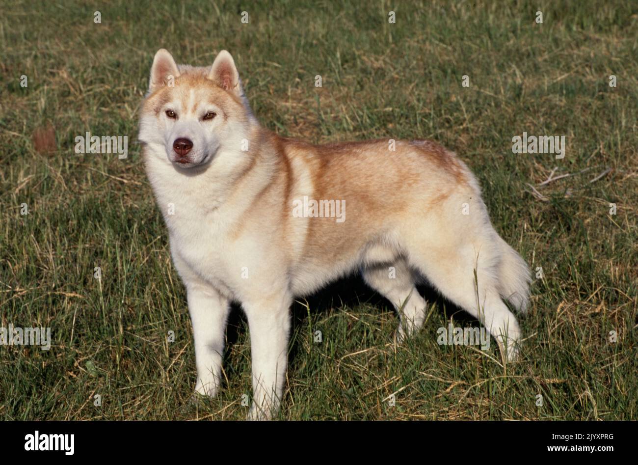 Siberian Husky in grass field Stock Photo - Alamy