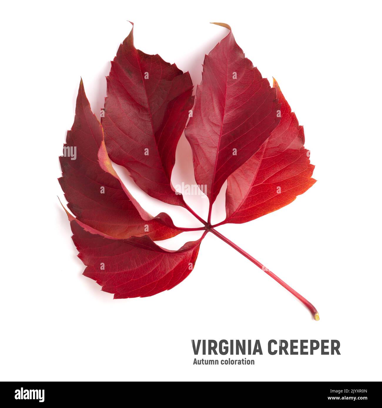 Bright autumn Virginia creeper leaves isolated on white Stock Photo Alamy