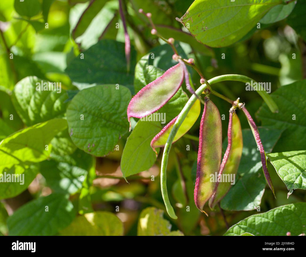 Ripening Harvest - Close-up of Fresh LabLab Beans 'Yings' (Lablab purpureus)  vegetable plants growing in a British Garden Stock Photo