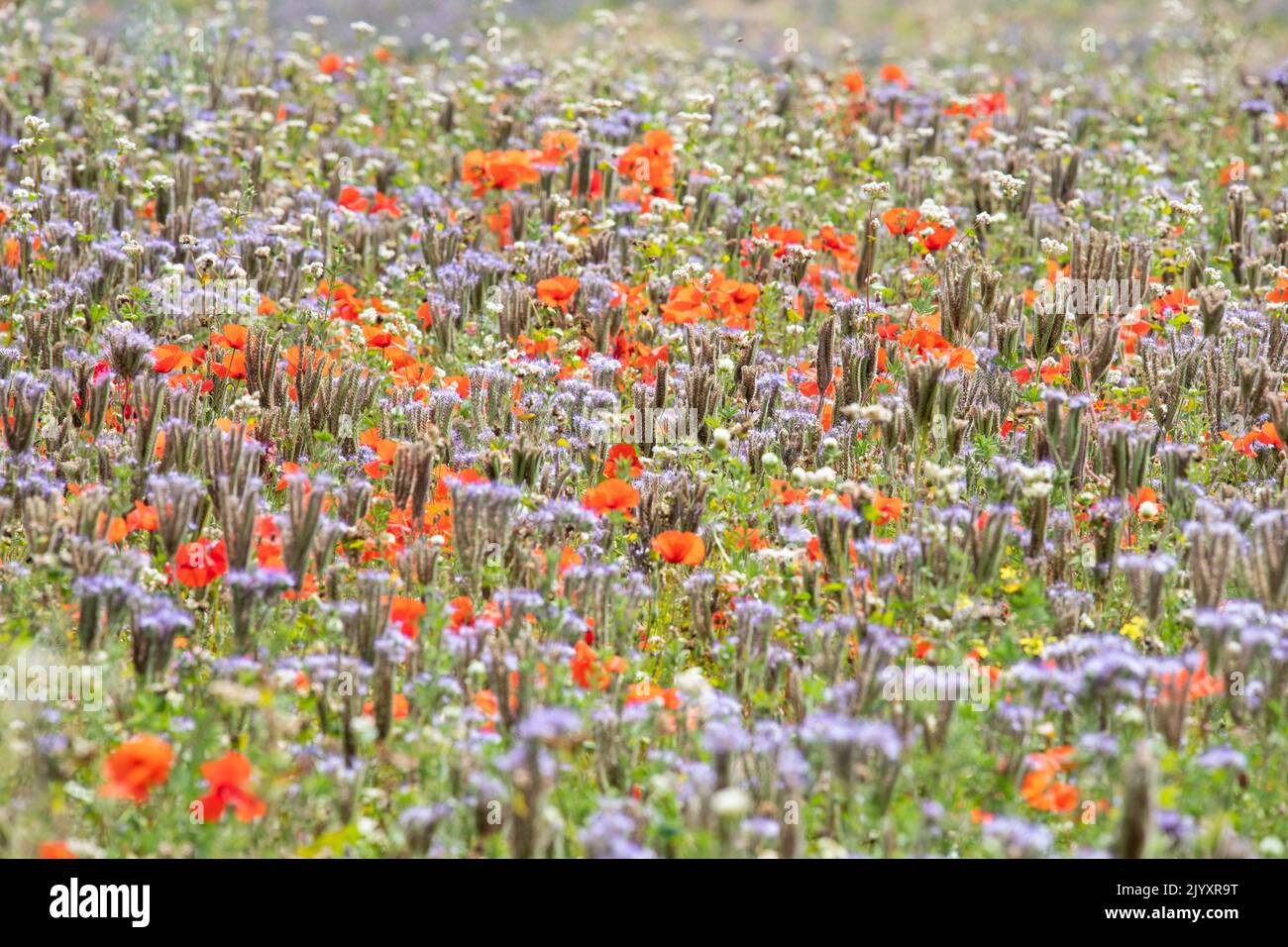Phacelia tanacetifolia and poppy field in Kent, England, UK Stock Photo